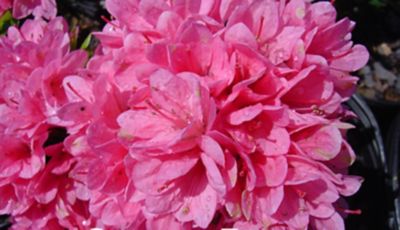 National Plant Network 2.5 qt. Coral Bell Azalea Plant