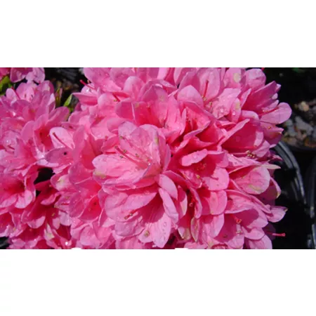 National network of plants 2.5 qt Potted Coral Bell Azalea Plant Bushes