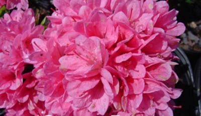 National Plant Network 2.5 qt. Potted Coral Bell Azalea Shrub, TSC7626