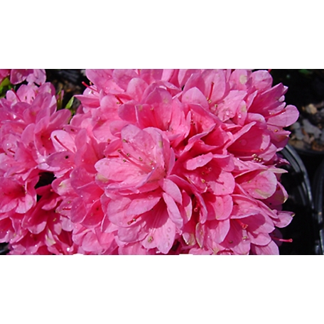 National Plant Network 2.5 qt. Coral Bell Azalea Plant with Pink Blooms