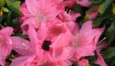 National Plant Network 2.5 qt. Potted Pink Pearl Azalea Shrub