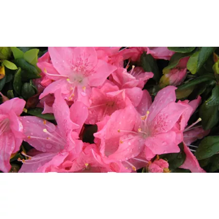 National network of plants 2.5 qt Pink Pearl Azalea Plant Bushes