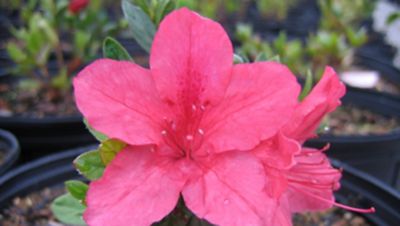 National Plant Network 2.25 gal. President Clay Azalea Plant with Red Blooms