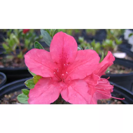 National Plant Network 2.25 gal President Clay Azalea Plant with Red Flowers Bushes