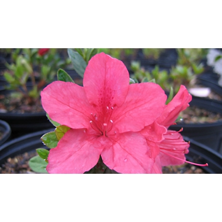 National Plant Network 2.25 gal. President Clay Azalea Plant with Red Blooms