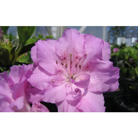 National network of plants 2.5 qt Elsie Lee Azalea Plant Bushes