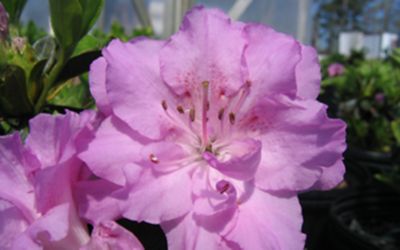 National Plant Network 2.25 gal. Potted Elsie Lee Azalea Shrub