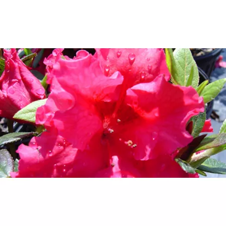 National network of plants 2.5 qt Red Ruffled Azalea Plant in Pot Bushes