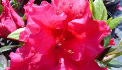 National Plant Network 2.25 gal. Potted Red Ruffle Azalea Shrub