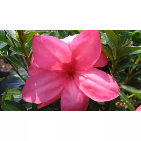 National network of plants 2.5 qt Macrantha Pink Azalea Plant Bushes