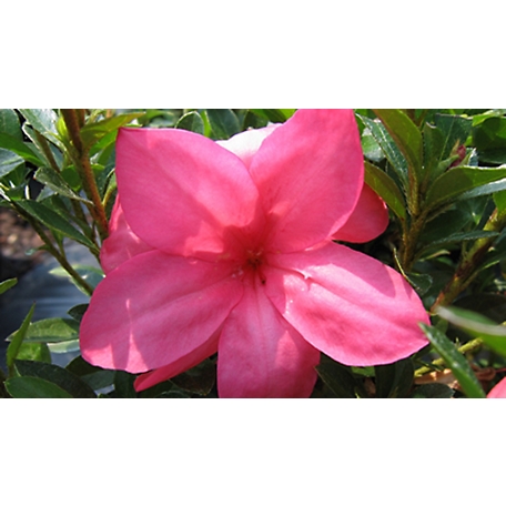 National Plant Network 2.25 gal. Macrantha Pink Azalea Plant with Pink Blooms