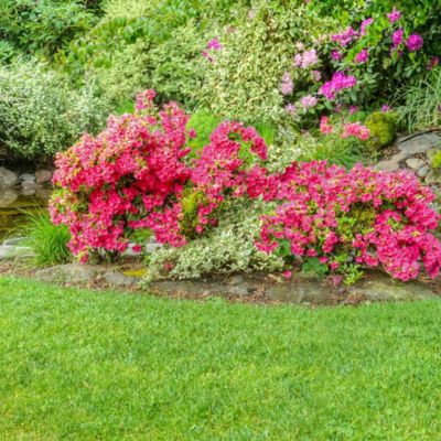 Image showing  2.5 qt. Potted Orange Hershey Azalea Shrub