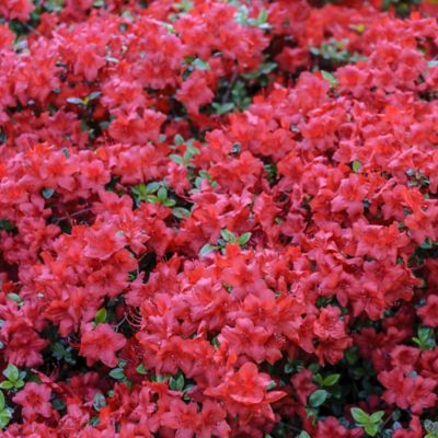 National Plant Network 2.25 gal. Potted Orange Hershey Azalea Shrub