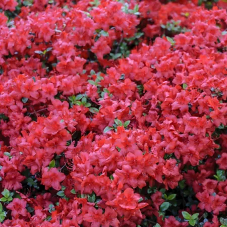 National Plant Network 2.25 gal Hershey Orange Azalea Plant Bushes