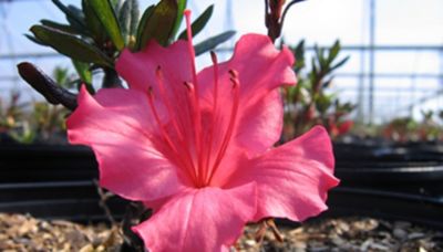 National Plant Network 2.5 qt. Potted Rose Azalea Shrub