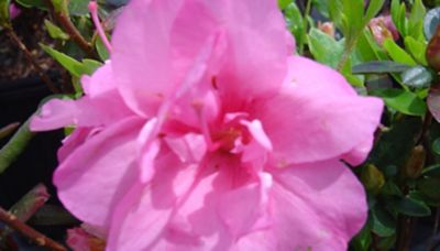 National Plant Network 2.25 gal. Rosebud Azalea Plant