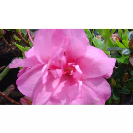 National Plant Network 2.25 gal Rosebud Azalea Plant Bushes