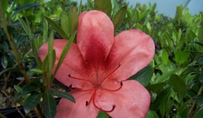 National Plant Network 2.25 gal. Potted Orange Macrantha Azalea Shrub