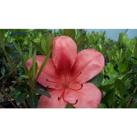 National Plant Network 2.25 gal Macrantha Orange Azalea Plant Bushes