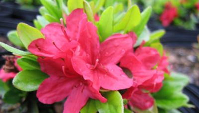 National Plant Network 2.5 qt. Hino Crimson Azalea Plant with Pink Blooms