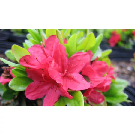 National network of plants 2.5 qt Potted Hino Crimson Azalea Plant with Pink Flowers Bushes