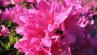 National Plant Network 2.5 qt. Mildred Azalea Plant with Pink Blooms
