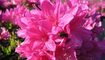 National Plant Network 2.5 qt. Potted Pink Mildred Azalea Shrub