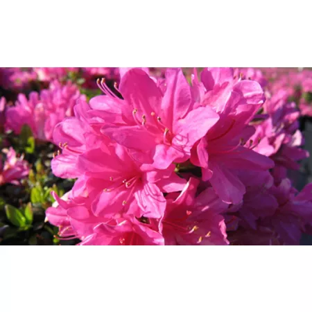 National network of plants 2.5 qt Mildred azalea plant with pink flowers Bushes