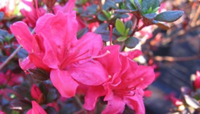 National Plant Network 2.25 gal. Hinode Giri Azalea Plant with Pink Blooms