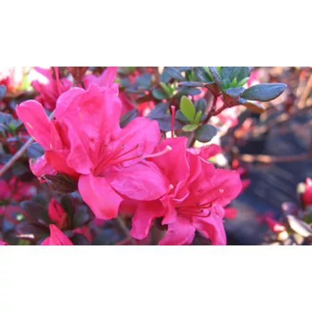 National Plant Network 2.25 gal Potted Hinode Giri Azalea Plant with Pink Flowers Bushes