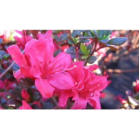 National Plant Network 2.25 gal. Hinode Giri Azalea Plant with Pink Blooms