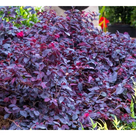 National Plant Network 2 gal Red Diamond Loropetalum Plant in Pot Southern Living Bushes