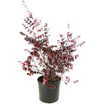 Image showing  2 gal. Potted Southern Living Red Diamond Loropetalum Plant