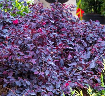 National Plant Network 2 gal. Red Chocolate Loropetalum Plant with Red Blooms