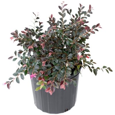 Image showing  2 gal. Red Chocolate Loropetalum Plant with Red Blooms
