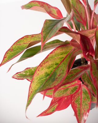 Image showing  6 in. Potted Siam Aglaonema House Plant