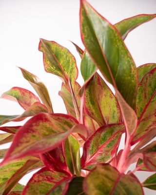 Image showing  6 in. Potted Siam Aglaonema House Plant
