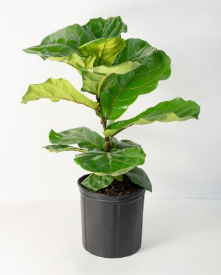 National Plant Network 10 in. Fiddle Leaf Fig Plant -  HD7668