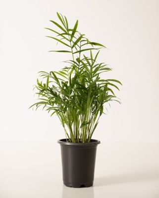 National Plant Network 4 in. Parlor Palm Plants, 3 pc.