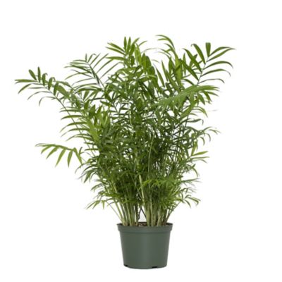 National Plant Network 6 in. Parlor Palm Plant This plant came safely packaged and very healthy! I love it!