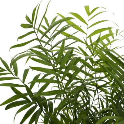 Image showing  6 in. Parlor Palm Plant, 1 pc.