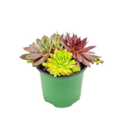 National Plant Network 4 in. Chick Charms Trio Candied Campfire Succulent Plants, 3 pc.