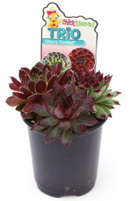 National Plant Network 4 in. Chick Charms Trio Cherry Cordial Succulent Plants, 3 pc.