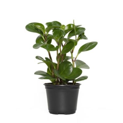 National Plant Network 6 in. Peperomia Green Plant