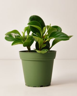 National Plant Network Peperomia Green Plants 4 In Pots 05 1 Foot Tall And 05 1 In Wide 3 Pack Tsc7681 At Tractor Supply Co