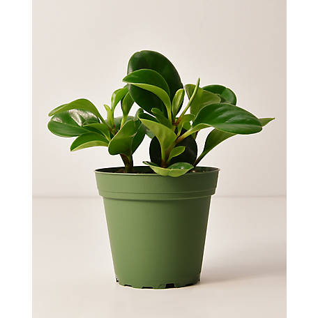 National Plant Network Peperomia Green Plants 4 In Pots 05 1 Foot Tall And 05 1 In Wide 3 Pack Tsc7681 At Tractor Supply Co