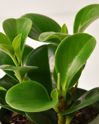 Image showing  4 in. Peperomia Green Plants, 3 pc.