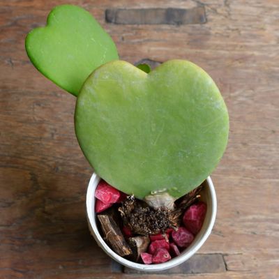 National Plant Network 4 in. Hoya Heart Plants, 3 pc.