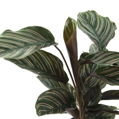 National Plant Network 4 in. Beauty Star Calathea Plants, 3 pc.