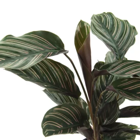 National Plant Network 4" Beauty Star Calathea Plants 3 Count. Succulents & House Plants